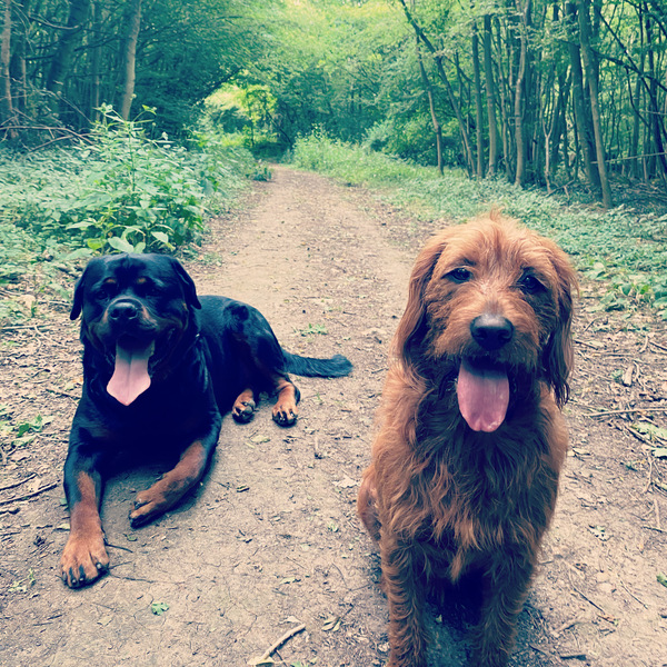 Article from experienced dog trainer re doodles