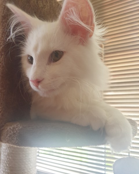 Photo thread for kittens!