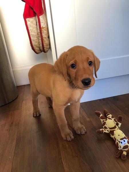Puppy survival thread! July/August! Roll up!