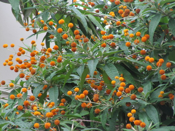 What is this bush/tree?