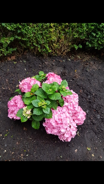 What's happening to my hydrangea??