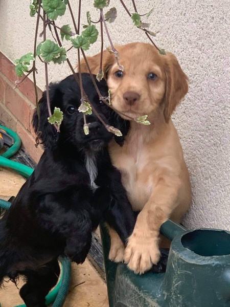 Puppy survival thread! July/August! Roll up!