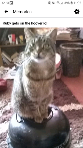 The Litter Tray Memorial Thread