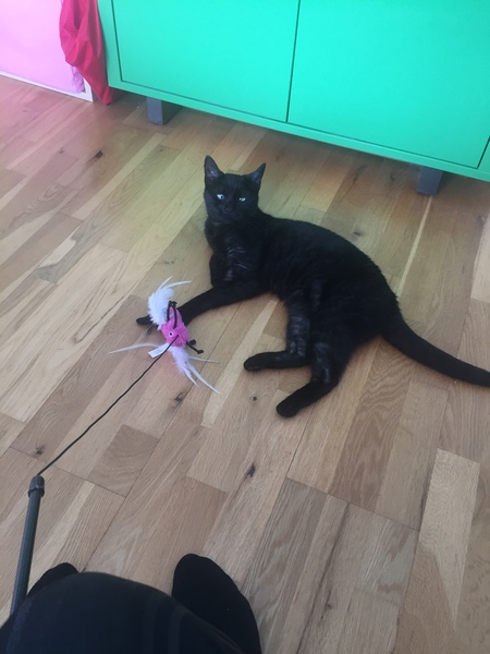 New rescue cat. Two steps forward and one step back!