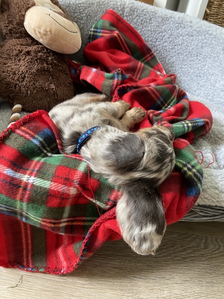 Puppy survival thread! July/August! Roll up!