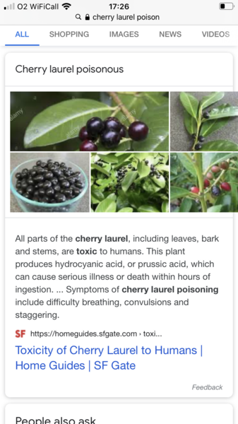 To ask is this a toxic bush?? DS ate a berry!