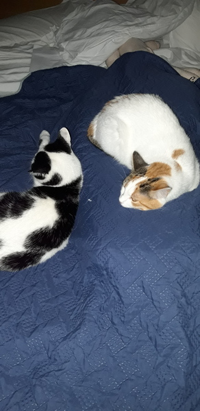 Help with kittens