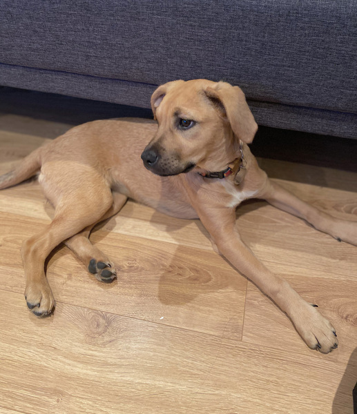 Importing rescue dogs