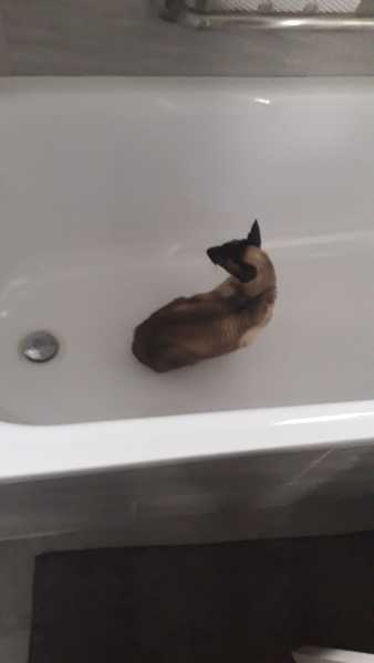 So the cat is in the bath (not normal behaviour)