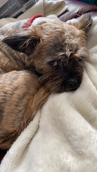 show me your dogs!