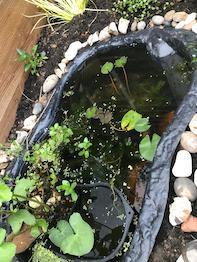 Garden pond - two recent fatalities - any idea why?