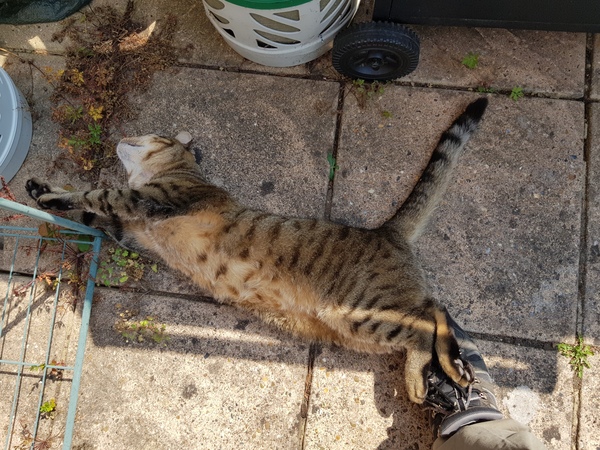 Thug Cat part 2. What, has this thing appeared again tonight?