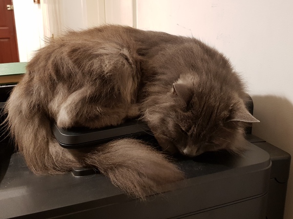 What's your DCat up to today? (Thread 8)