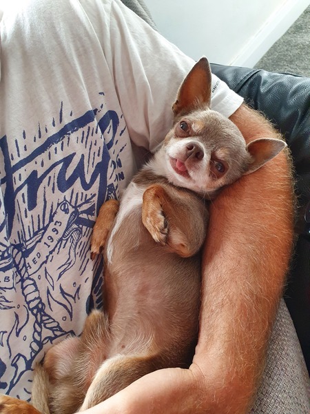 show me your dogs!