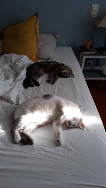 Westminstenders: Run Forrest Run