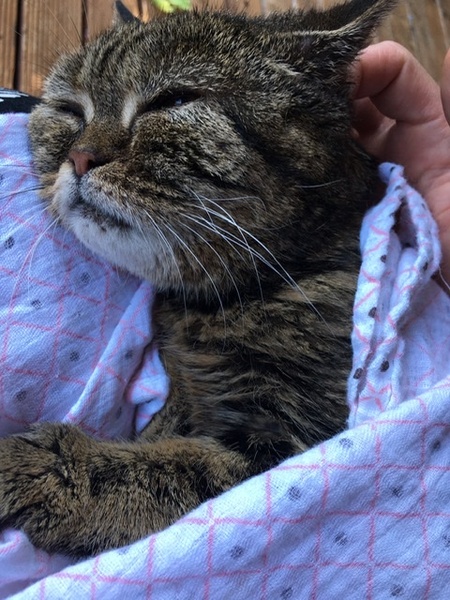 The Litter Tray Memorial Thread