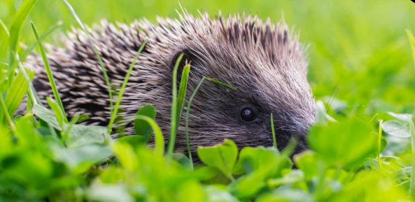 Please leave out bowls of shallow water and food for hedgehogs and wildlife!