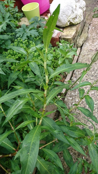 Plant ID please for new gardener
