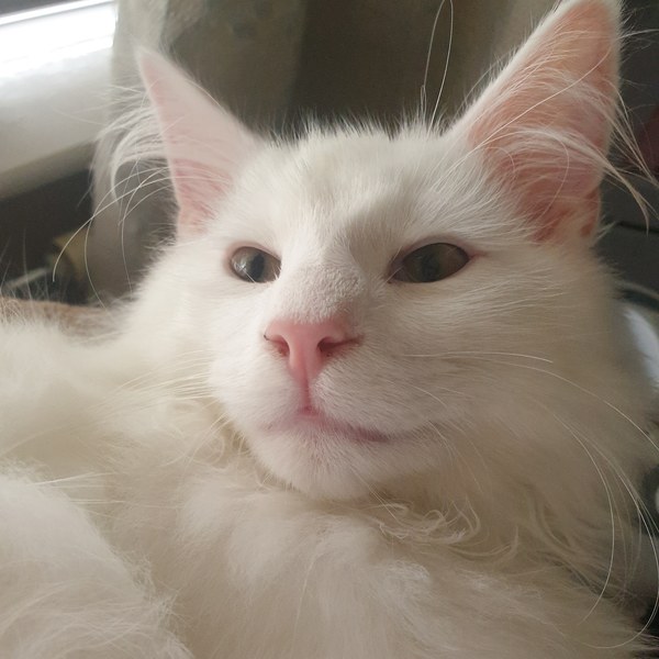 Photo thread for kittens!