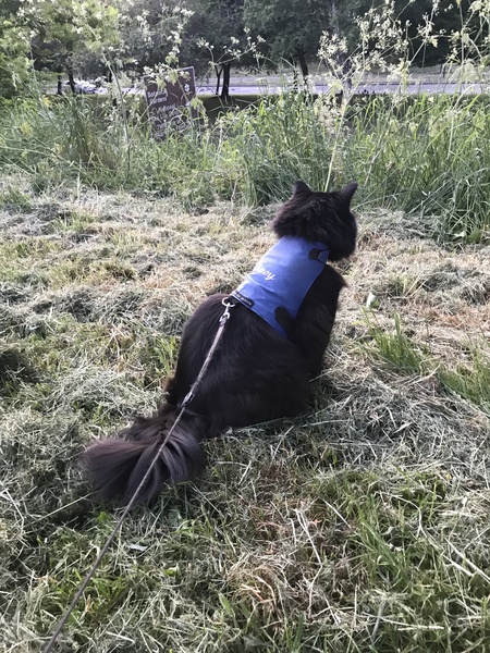 Photo thread for kittens!