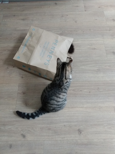 What's your DCat up to today? (Thread 8)