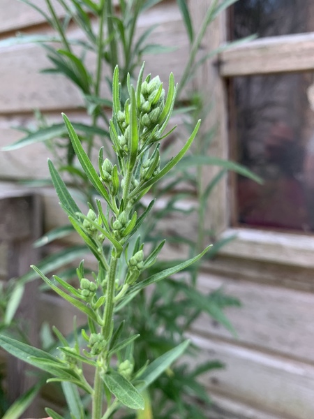 Is this a (beast of a) weed?
