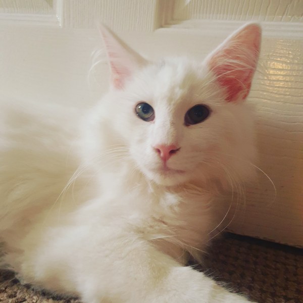Is our cat a Norwegian forest cat?
