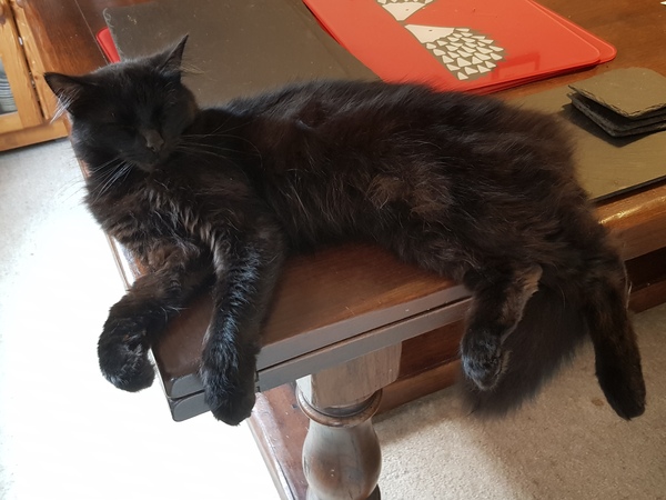 What's your DCat up to today? (Thread 8)
