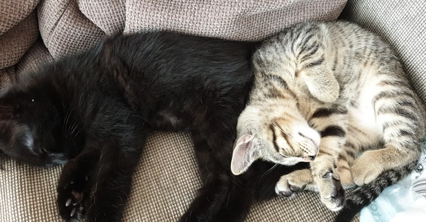 Photo thread for kittens!