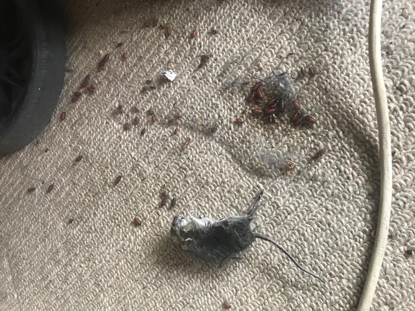 Collar and bell for cat that's adopted us? *insects trigger warning*