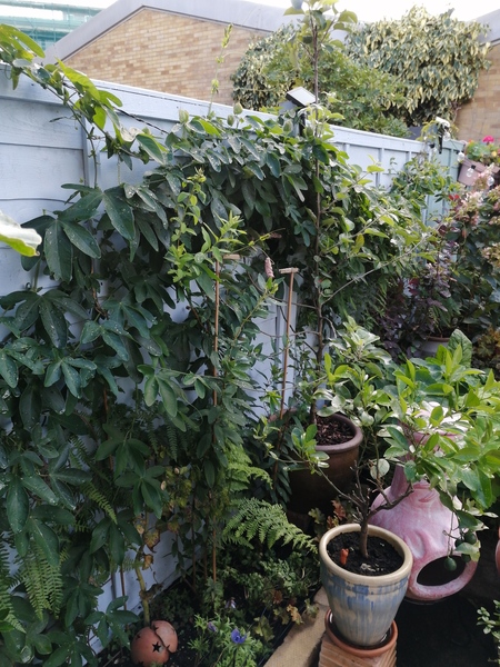 Wisteria Woe
