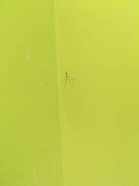 To wonder where TF all these spiders have come from? SPIDER PIC IN OP