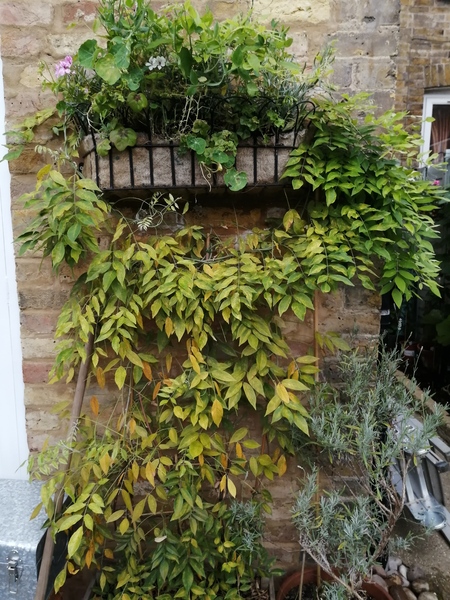 Wisteria Woe