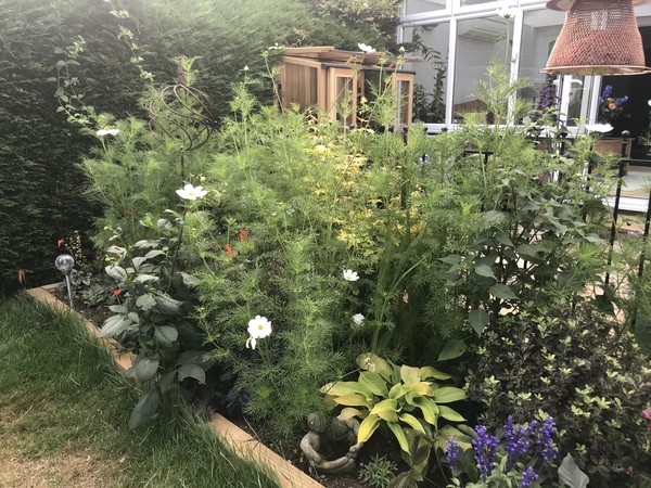 Non-flowering cosmos woes