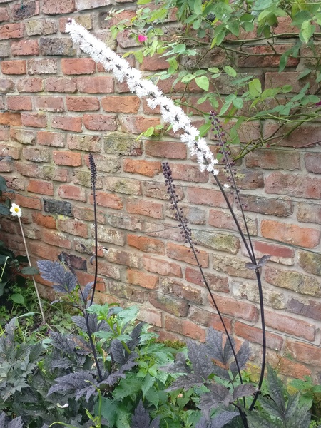 Help with plant identification