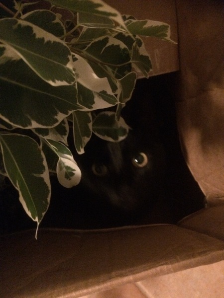 I think there might be a cat in the window