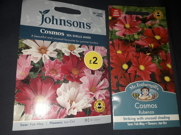 Non-flowering cosmos woes