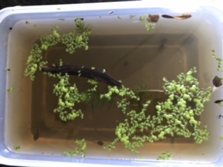 Garden pond - two recent fatalities - any idea why?