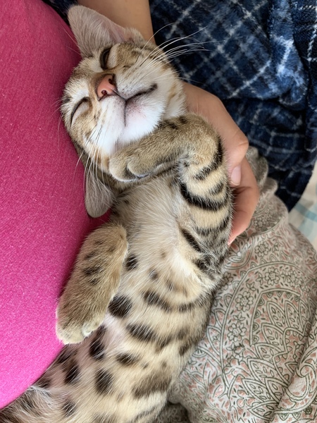 Photo thread for kittens!