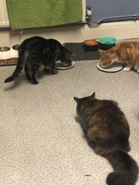 What's your DCat up to today? (Thread 8)