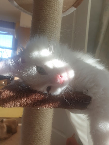 Photo thread for kittens!