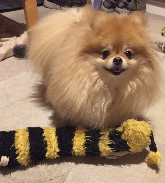 What is your dogs favourite toy?