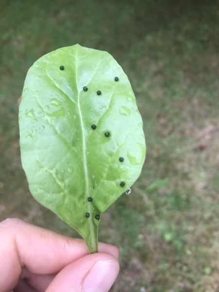 What is laying eggs on and near my kale?