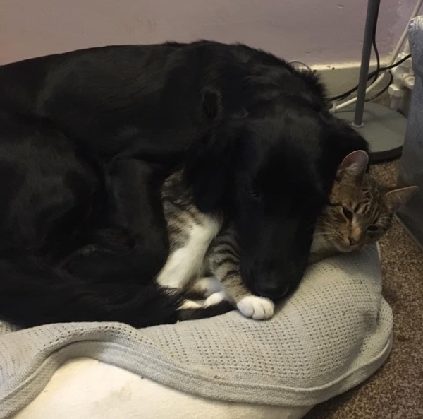 Our cat was killed this morning