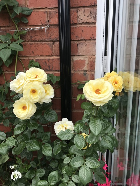 David Austin Rose Obsession