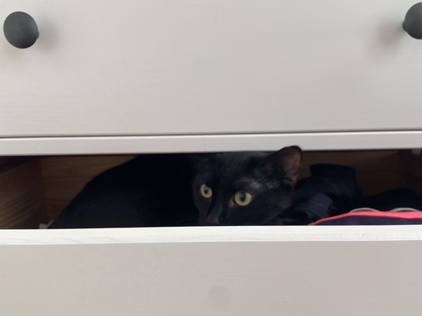 I think there might be a cat in the window