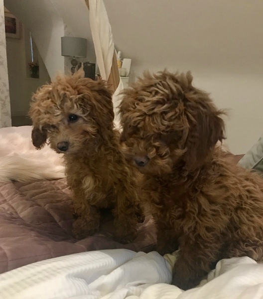show me your dogs!