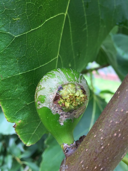 What’s happened to this fig