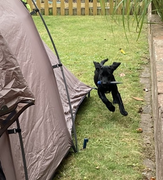 Puppy survival thread! July/August! Roll up!