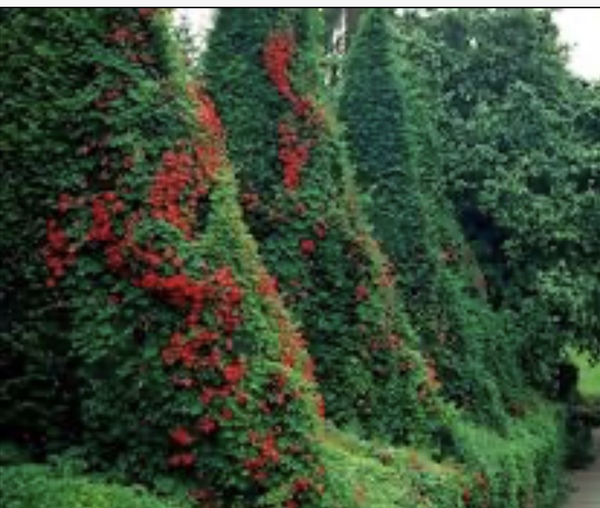 Climber for a conifer